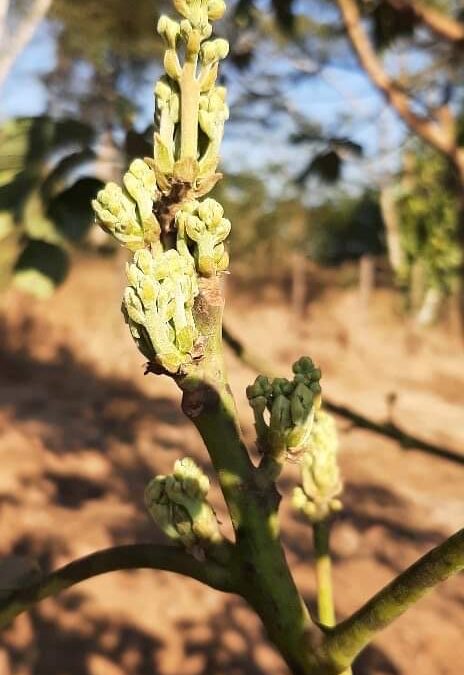 Avocado flowers have bloomed.