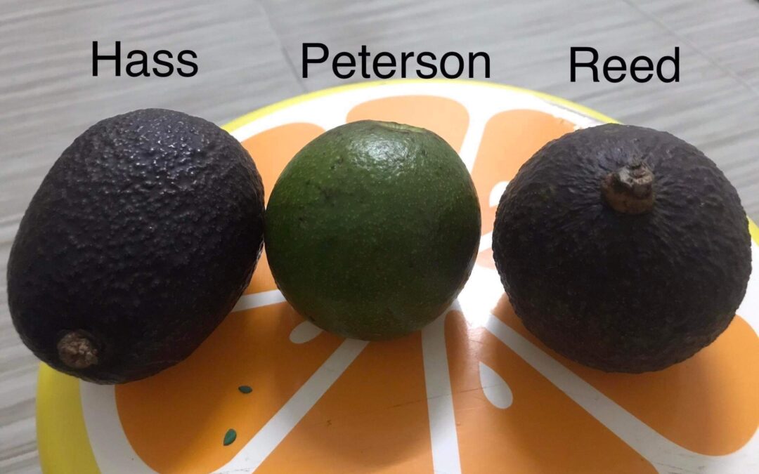 The earth friendly Avocados